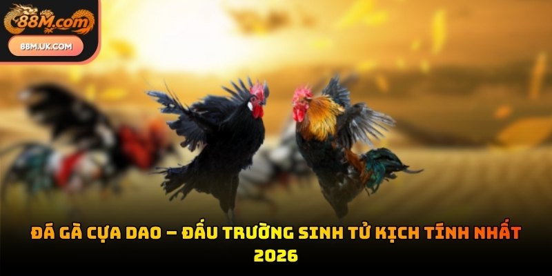 Đá gà cựa dao
