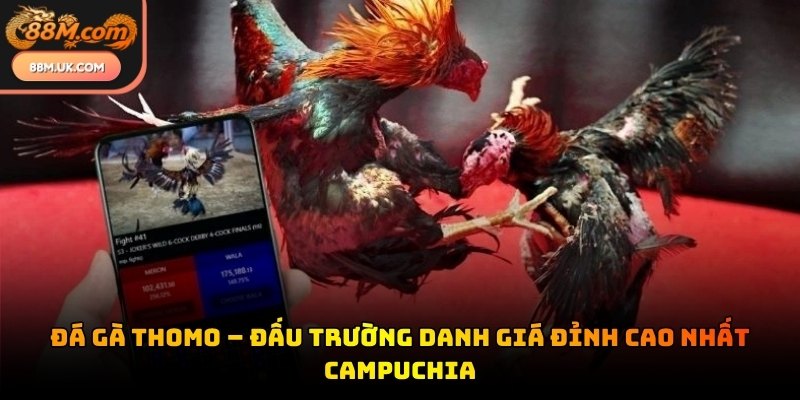 Đá gà Thomo