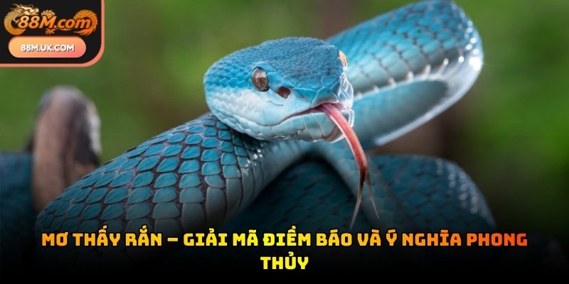 Mơ thấy rắn